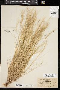 Aristida adscensionis image