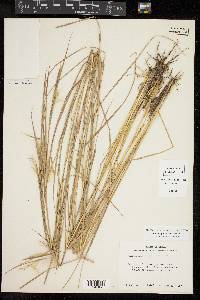 Andropogon ternarius image