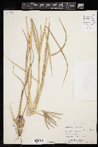 Dichanthium annulatum var. annulatum image