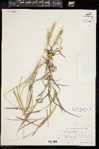 Bothriochloa laguroides image