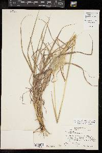 Bothriochloa barbinodis image