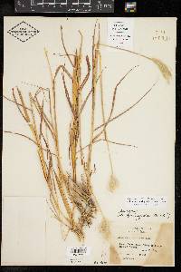 Bothriochloa springfieldii image