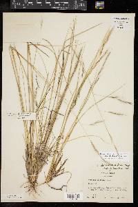 Aristida schiedeana image