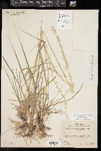 Bouteloua curtipendula var. curtipendula image