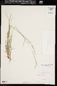 Bothriochloa laguroides image