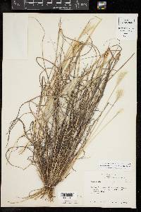 Bothriochloa springfieldii image