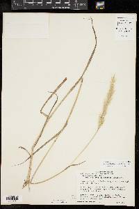 Bothriochloa laguroides image