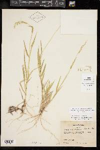 Urochloa ciliatissima image