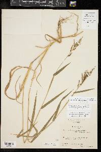 Urochloa fusca image