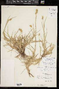 Cenchrus spinifex image