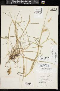 Cenchrus spinifex image