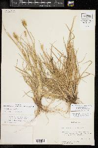 Cenchrus spinifex image