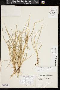 Cenchrus spinifex image