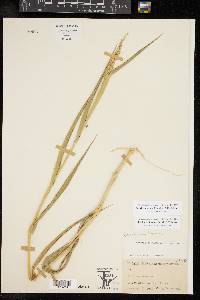 Urochloa texana image