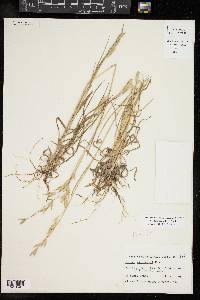 Bromus catharticus image