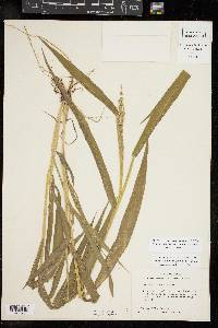 Urochloa texana image