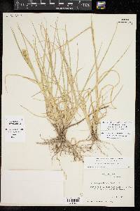 Cenchrus spinifex image