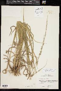 Chasmanthium laxum image