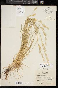 Bromus catharticus image