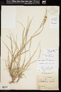 Cenchrus spinifex image