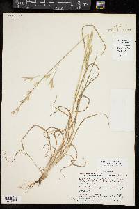 Bromus catharticus image