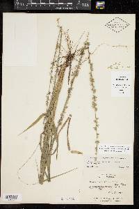 Chasmanthium sessiliflorum image