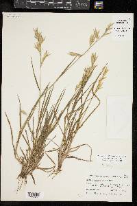 Bromus catharticus image