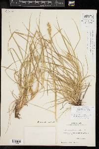 Cenchrus spinifex image