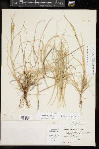 Cenchrus spinifex image