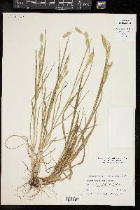 Bromus catharticus image