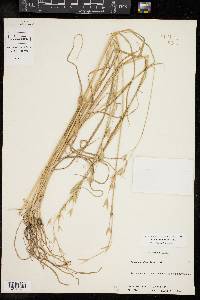 Bromus catharticus image