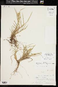 Cenchrus spinifex image