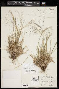 Digitaria pubiflora image