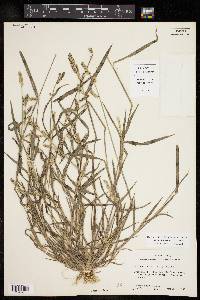 Echinochloa colona image