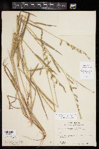 Echinochloa colona image