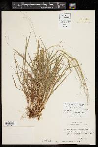 Digitaria cognata image