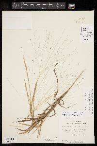 Digitaria cognata image