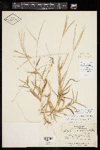 Digitaria ciliaris image