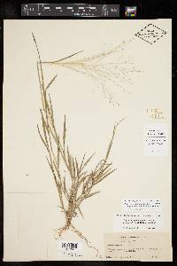 Digitaria pubiflora image