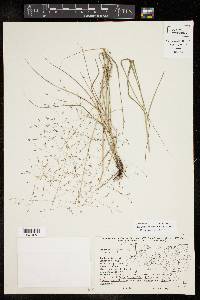 Eragrostis intermedia image