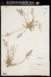 Eragrostis barrelieri image