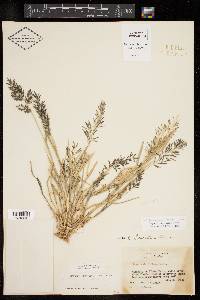 Eragrostis barrelieri image