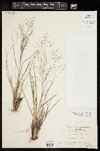 Eragrostis intermedia image