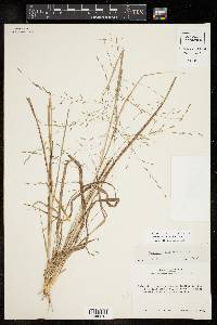 Eragrostis elliottii image