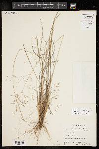 Eragrostis trichodes image