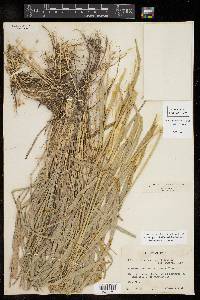 Enteropogon chlorideus image