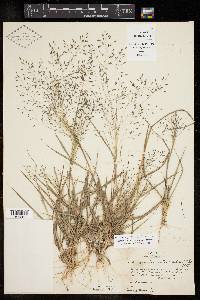 Eragrostis intermedia image