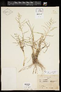 Eragrostis curtipedicellata image