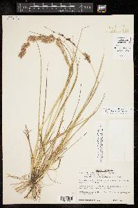 Eragrostis secundiflora image