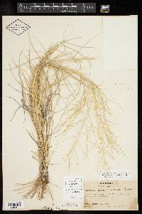 Eragrostis curtipedicellata image